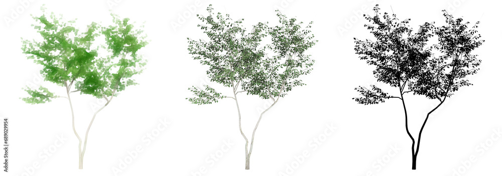 Set or collection of European beech trees, painted, natural and as a black silhouette on white background. Concept or conceptual 3d illustration for nature, ecology and conservation, strength, beauty Set or collection of European beech trees, painted, natural and as a black silhouette on white background. Concept or conceptual 3d illustration for nature, ecology and conservation, strength, beauty
