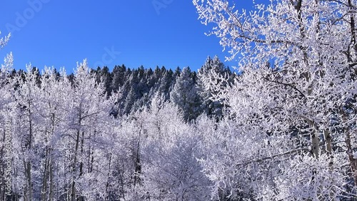 Cold iced melting white sunny December winter Christmas Xmas frosted Aspen trees forest first snow aerial cinematic drone bluebird Evergreen Colorado Rocky Mountain scene slowly right circle motion photo