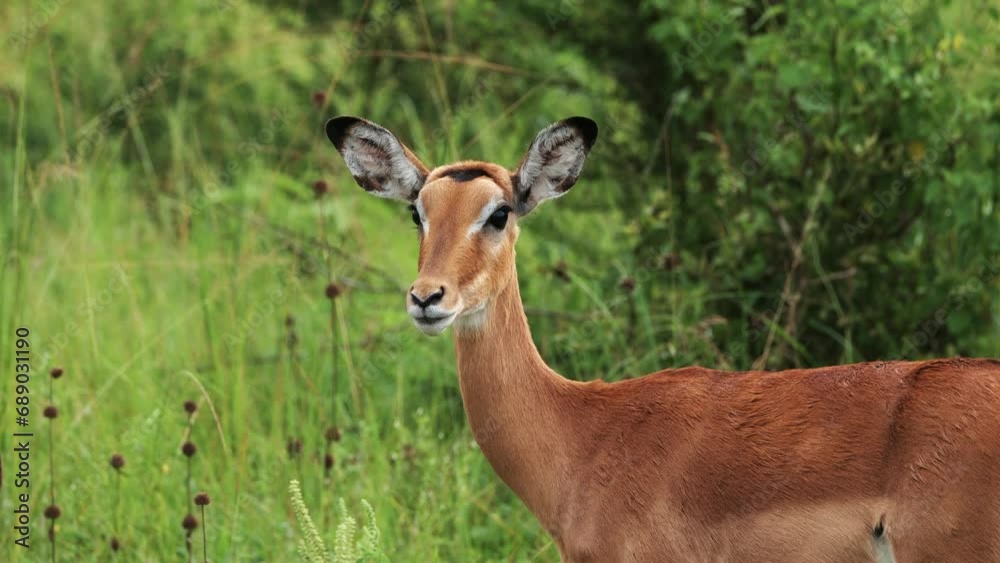 Female Impala At Lake Mburo National Park In Uganda, Africa. - close up shot Female Impala At Lake Mburo National Park In Uganda, Africa. - close up shot