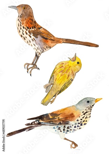 Three hand drawn watercolor birds