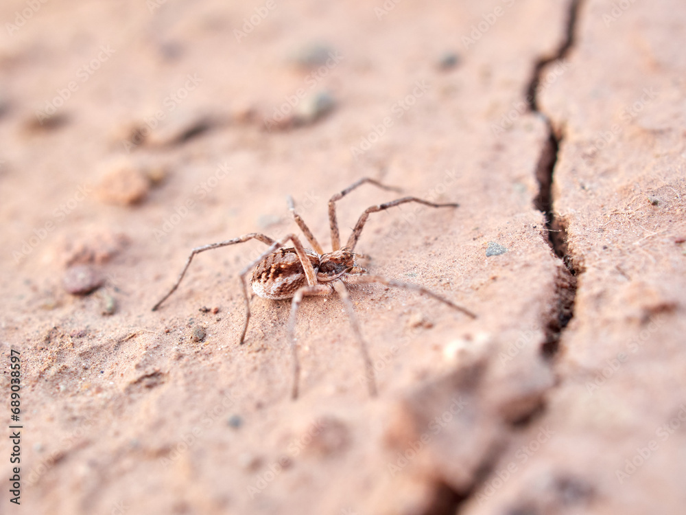 Ground spider on a dry ground. Genus Thanatus Ground spider on a dry ground. Genus Thanatus