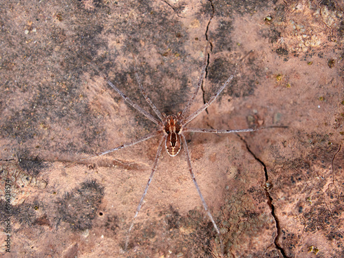 Ground spider on a dry ground. Genus Thanatus