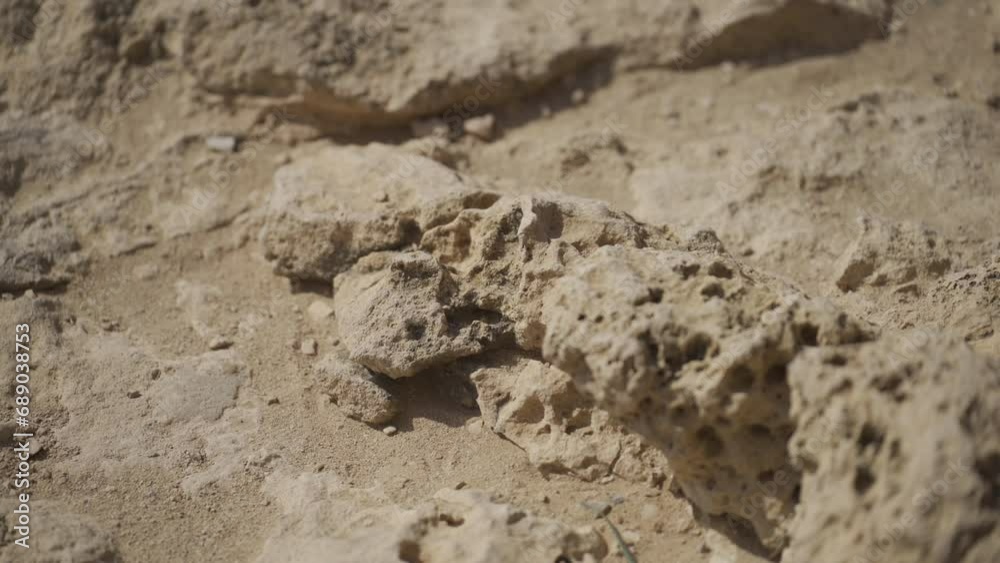 Curious Lizard on Rocky Terrain Decides to Wander Off Curious Lizard on Rocky Terrain Decides to Wander Off