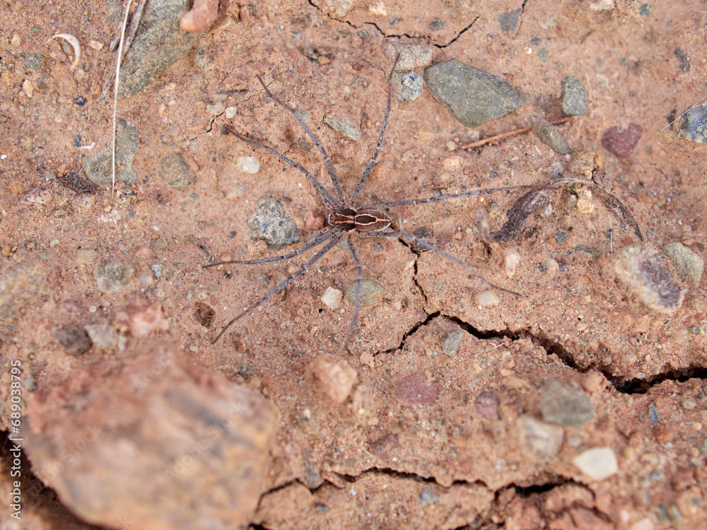 Ground spider on a dry ground. Genus Thanatus Ground spider on a dry ground. Genus Thanatus