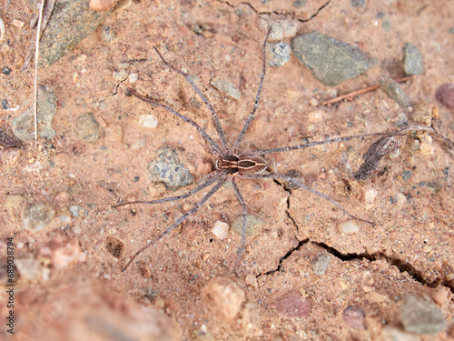 Ground spider on a dry ground. Genus Thanatus photo