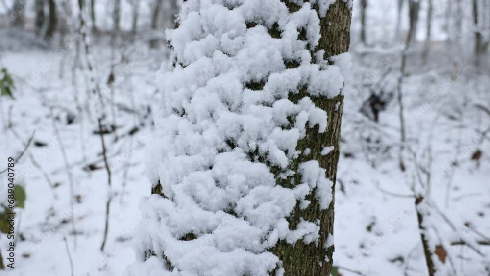 Snow covered tree trunk in a close-up view during the winter season. Snowy winter in the forest Snow covered tree trunk in a close-up view during the winter season. Snowy winter in the forest