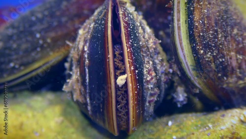 By filtering sea water, mussels (Mytilus) stick together suspended particles and release them in the form of silty lumps, close-up. photo