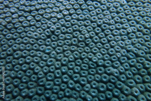 Coral Texture Natural