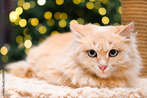 cute cat on the background of a Christmas tree