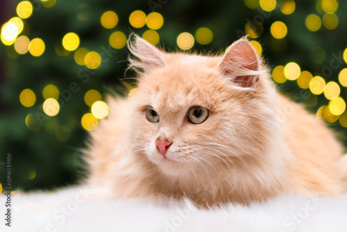 cute cat on the background of a Christmas tree