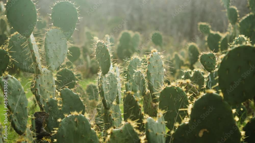 Wild cacti cactus plants with prickly spines in beautiful sunlight. Slow motion Wild cacti cactus plants with prickly spines in beautiful sunlight. Slow motion