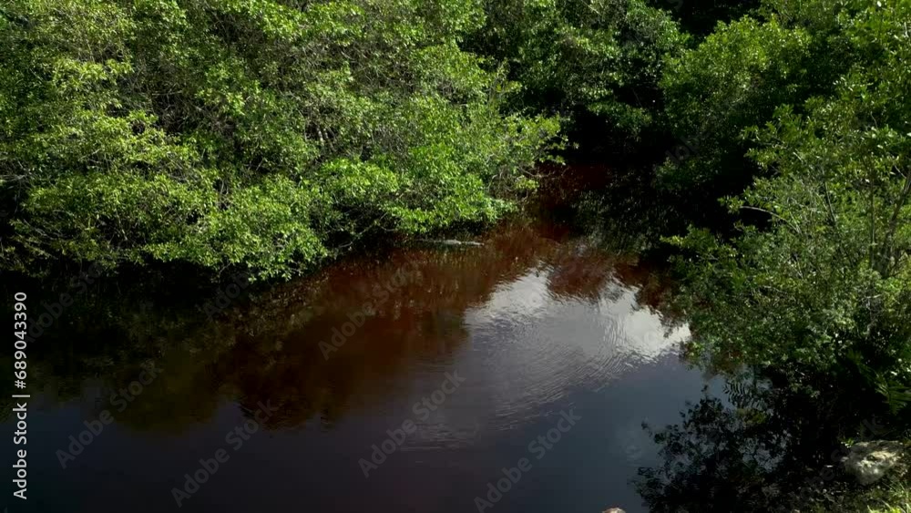 Crocodile in lake surrounded by lush green mangroves 4K Drone starts near the crocodile, ascends to reveal vibrant mangrove forest and university building in Cancun. Nature and urban life in harmony Crocodile in lake surrounded by lush green mangroves 4K Drone starts near the crocodile, ascends to reveal vibrant mangrove forest and university building in Cancun. Nature and urban life in harmony