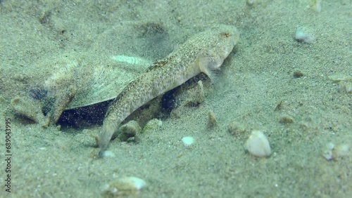 Reproduction of Marbled goby (Pomatoschistus marmoratus): the approach of opponents causes excitement in the male guarding the nest, close-up. photo