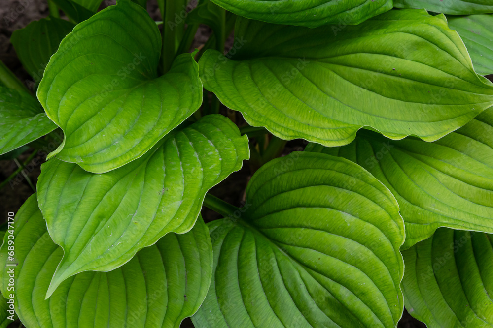 Obraz premium background texture green leaf structure macro photography