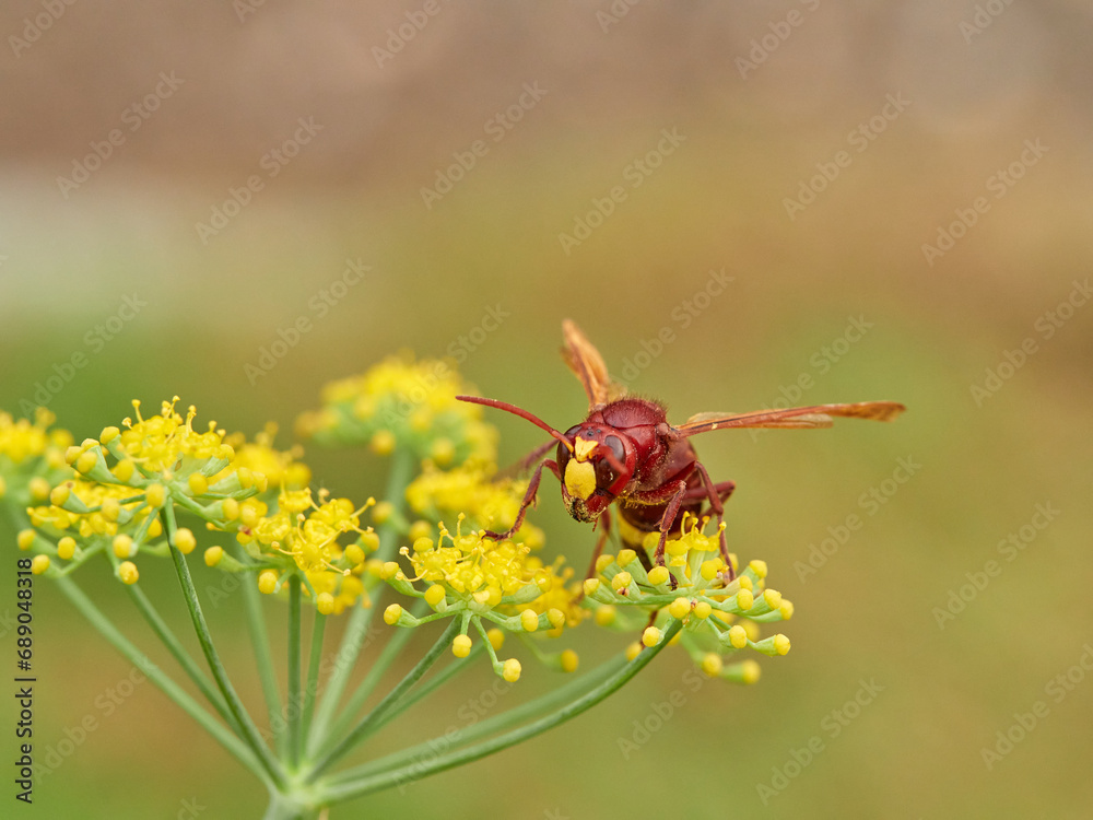 Invasive Asian wasp on a flower. Vespa orientalis.