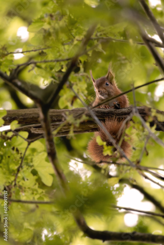 écureuil curieux