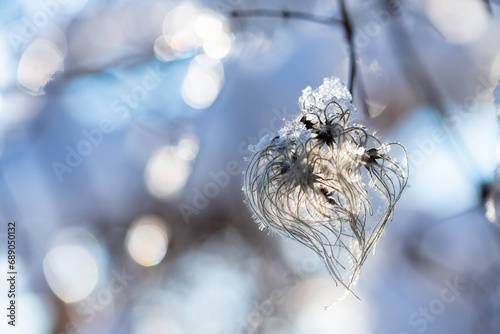 Close up of frosted silky heart shaped inflorescence of “Man's beard“ or “traveller's joy“ (Clematis vitalba), a shrub of the family Ranunculaceae. Natural winter and symbolic christmas background.