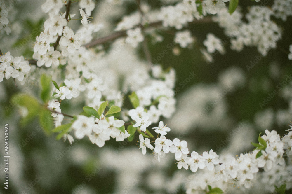 white cherry blossom white cherry blossom