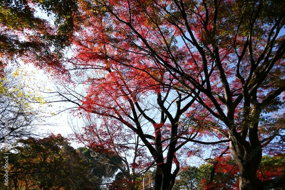 紅葉の風景 紅葉の風景