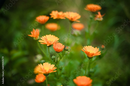 red and yellow flowers © Julia Qazeder