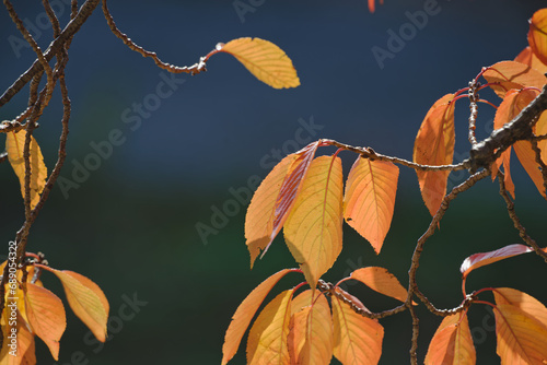 秋の色ずく木々の葉 photo