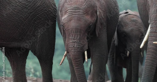 A Group Of Wild African Bush Elephants Over Nature Reserve Park In Kenya, East Africa. Close Up