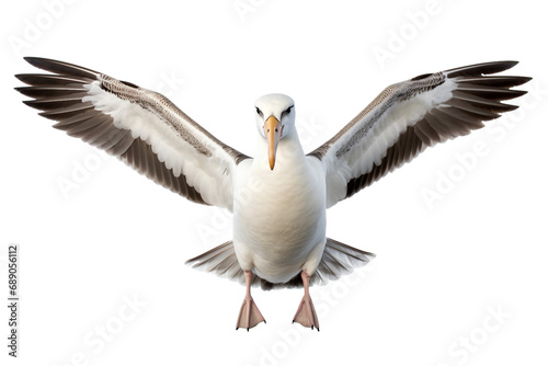 Graceful Albatross on White on a transparent background © Moostape