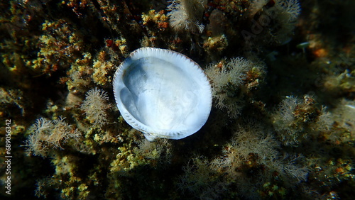 Seashell of bivalve mollusc Glycymeris nummaria on sea bottom, Aegean Sea, Greece, Halkidiki
 photo