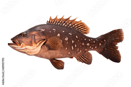 Clean White Canvas with Grouper on a transparent background