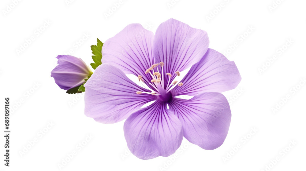 The flowers are bright purple. Isolated on transparent background PNG file.