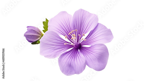 The flowers are bright purple. Isolated on transparent background PNG file. © venusvi
