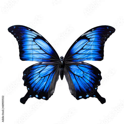 Butterfly Images for creative creation