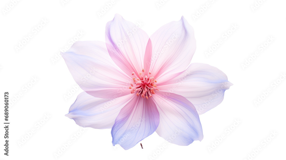 Set of airy, soft, elegant petals, small flowers, isolated on transparent background PNG file.