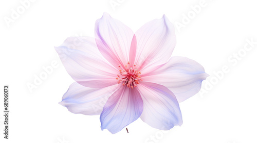 Set of airy  soft  elegant petals  small flowers  isolated on transparent background PNG file.