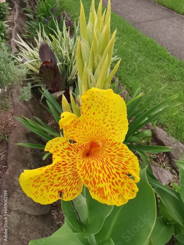 Close-up view of bright, beautiful and colorful canna lily flower