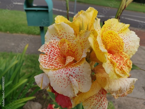 Close-up view of bright, beautiful and colorful canna lily flower