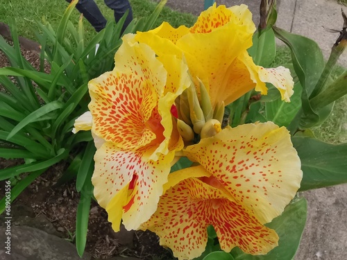 Close-up view of bright, beautiful and colorful canna lily flower photo