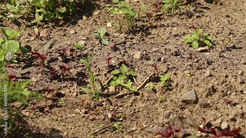 Growing organic food in the garden - hoeing, aerating, ridging and more