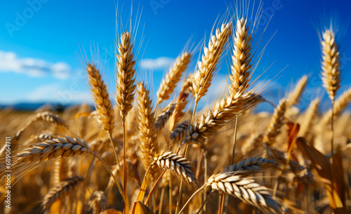 Golden wheat in the field. A field of wheat with a blue sky in the background