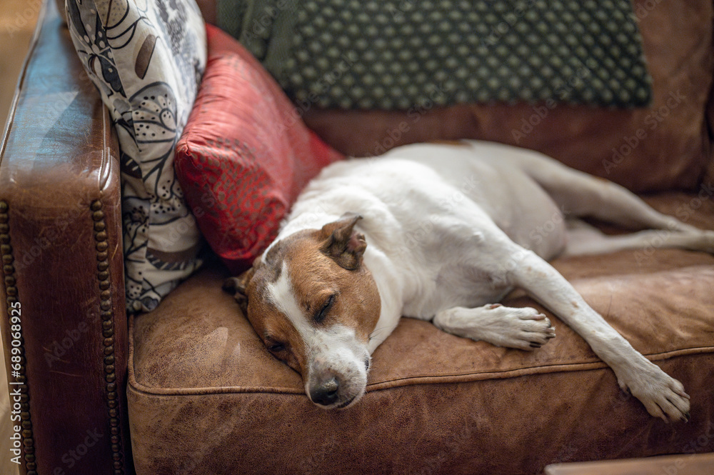 Obraz premium Twelve-year old Danish Swedish Farmdog resting. This breed, which originates from Denmark and southern Sweden is lively and friendly.
