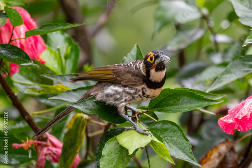 Ornate Melidectes or ornate honeyeater or Melidectes torquatus in Arfak Mountains in West Papua, Indonesia photo