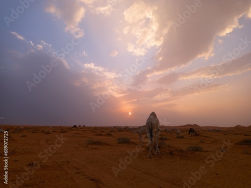 Nafud Aruq Al-Tarfiyya, east of Buraydah Al-Qassim, Saudi Arabia photo