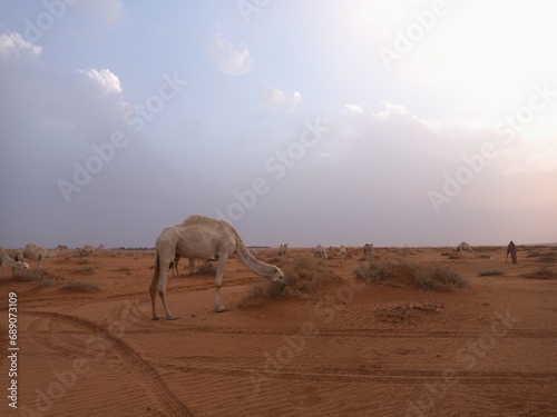 Nafud Aruq Al-Tarfiyya  east of Buraydah Al-Qassim  Saudi Arabia