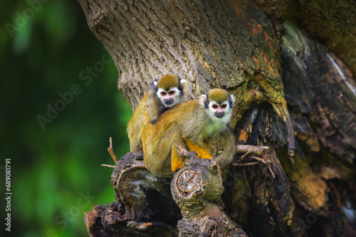 Two common squirrel monkeys sitting on a tree branch close to each other. photo