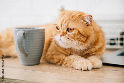 Scottish Fold cat, cute and furry, sits on a table by a coffee cup, croissant, and business documents on a wooden desk. Window view is bright in the morning