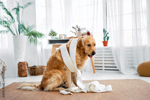 Mischief from a pet. A cute golden retriever with a guilty expression sits on the floor in a bright living room, wrapped in toilet paper.