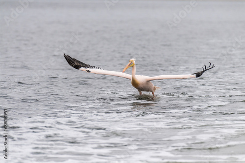 Telephoto shot of a great white pelican -Pelecanus onocrotalus- near Walvis Bay, Namibia photo