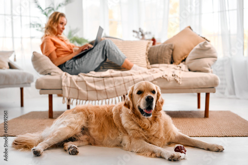 Domestic animal and freelance. Golden retriever lying on floor at living room with blurred background of female owner using laptop. Woman working remotely for enjoying every moment with furry friend.