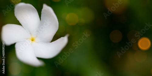 Jasminum sambac or bunga melati (Arabian jasmine or Sambac jasmine) is a species of jasmine native to tropical Asia. photo
