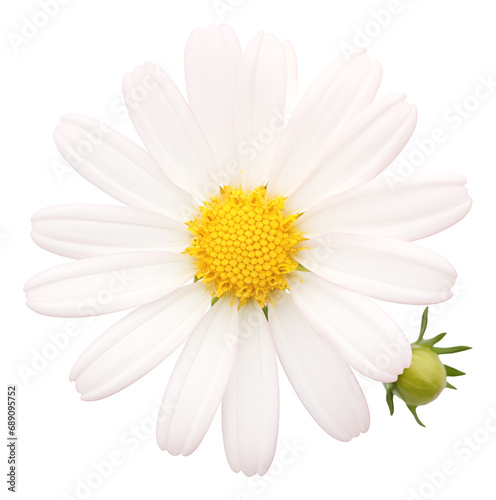 daisy  isolated on white background © Anthony